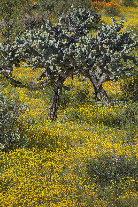 下加利福尼亚州的Spring Goldfields和Two Chain Cholla Cacti